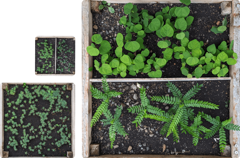 Plant boxes
