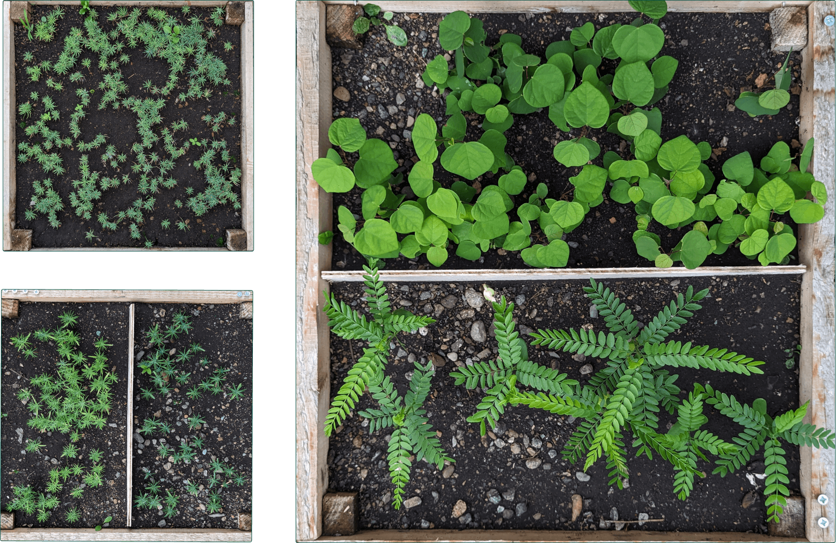Plant boxes