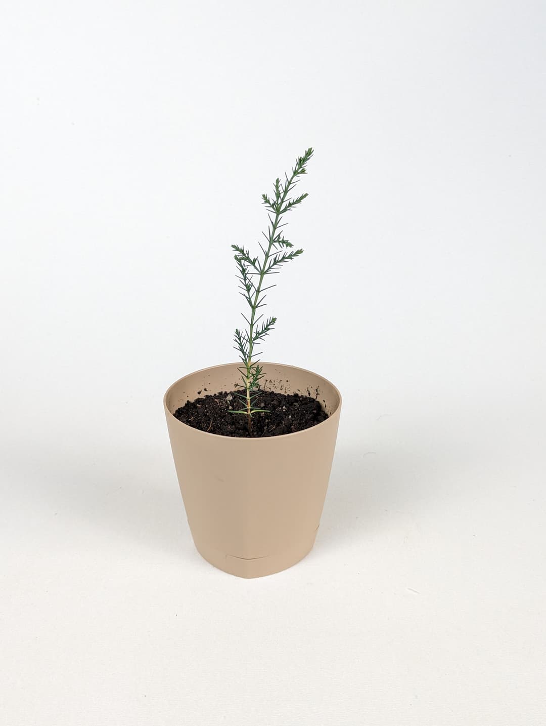 Italian Cypress image