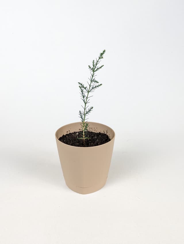 Italian Cypress image