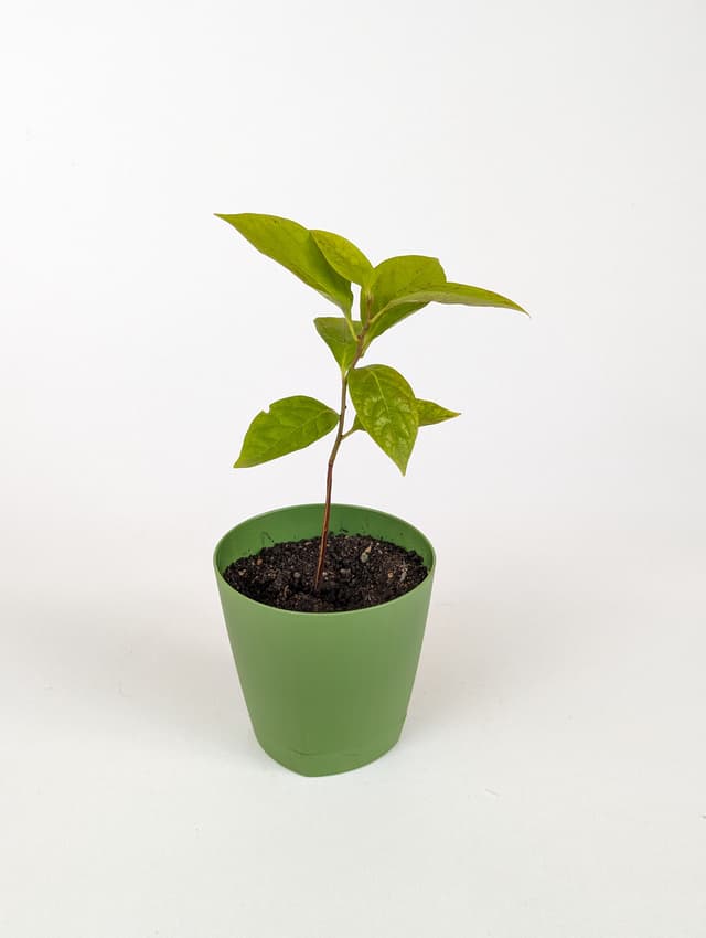 Persimmon image