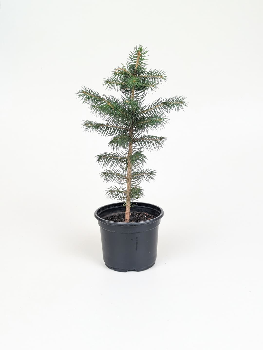 Blue Spruce image