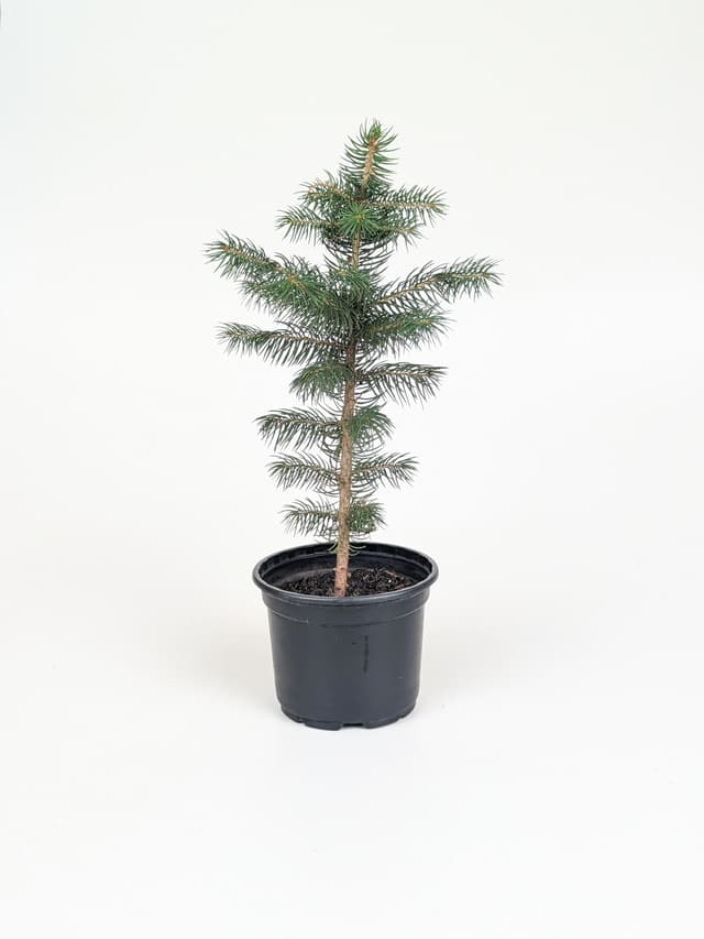 Blue Spruce image