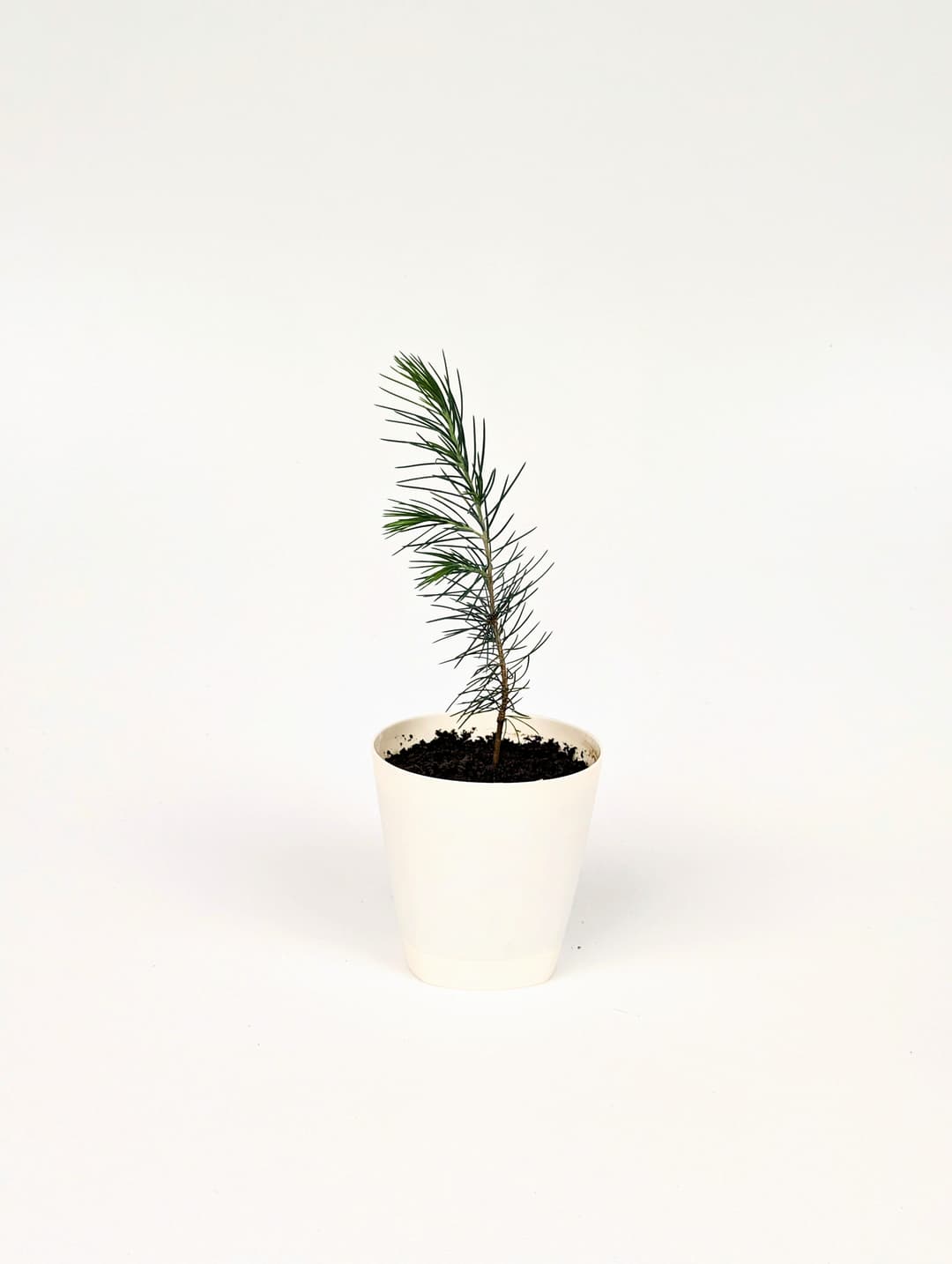 Himalayan cedar image