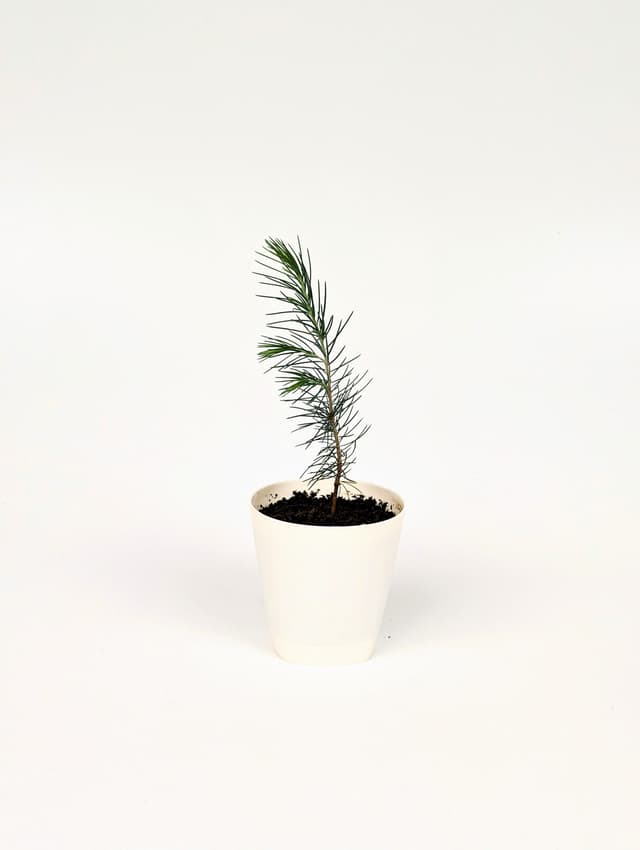 Himalayan cedar image