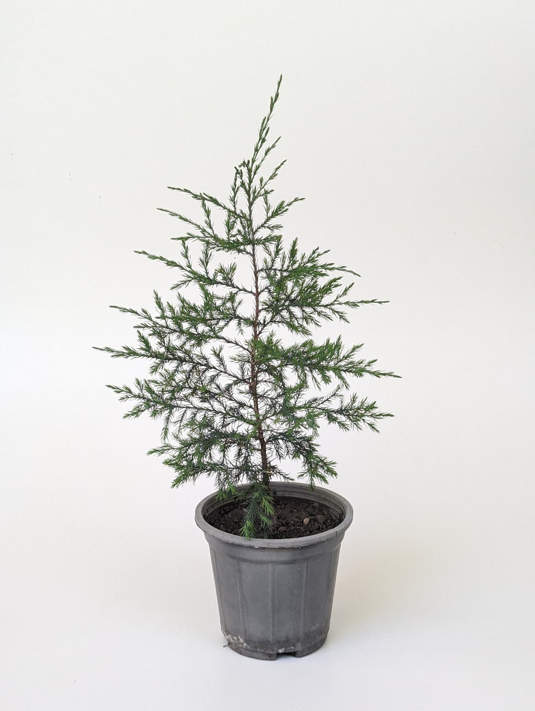 Italian Cypress image