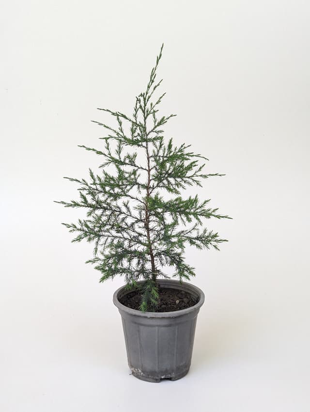 Italian Cypress image