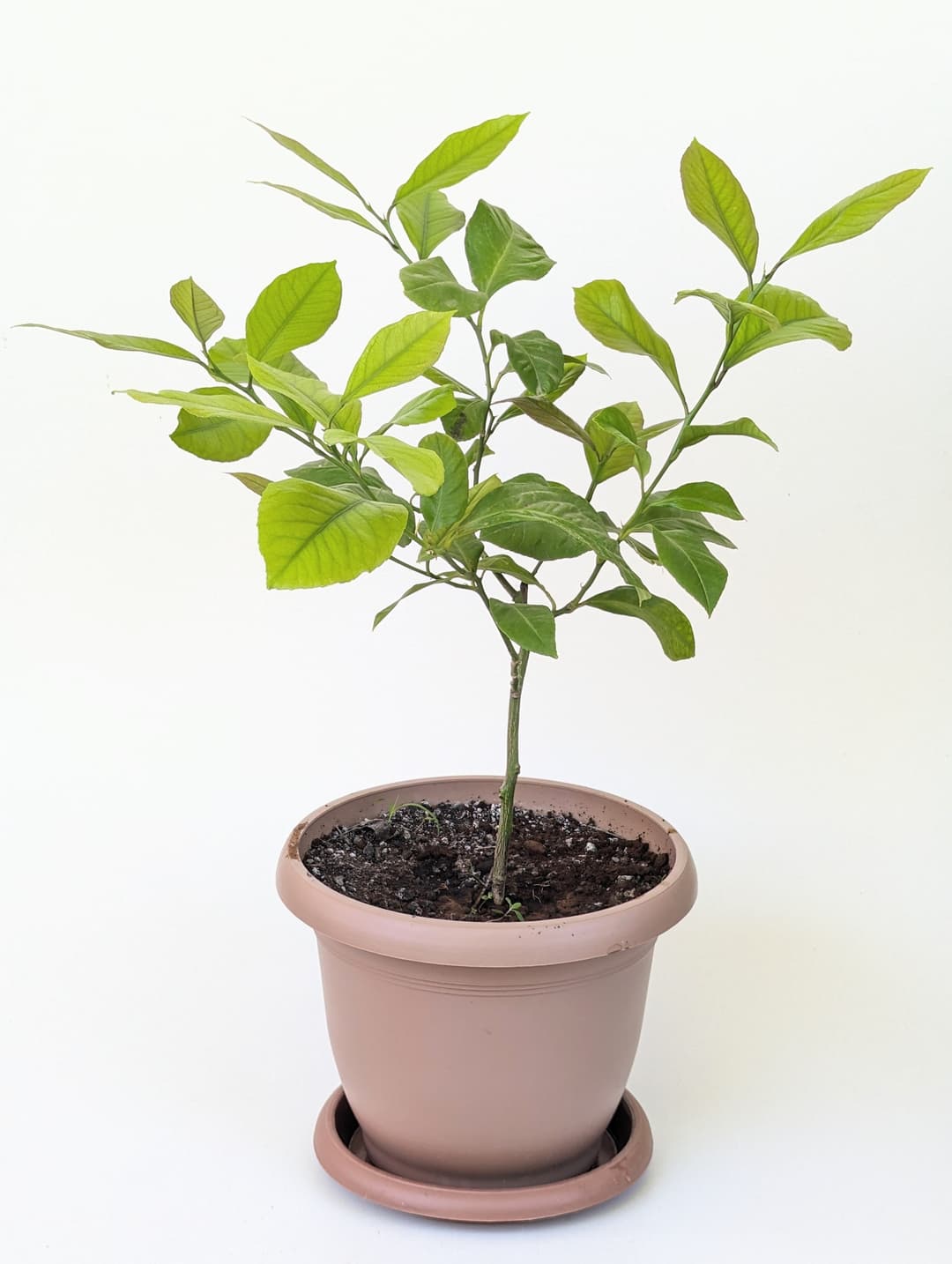 lemon tree image
