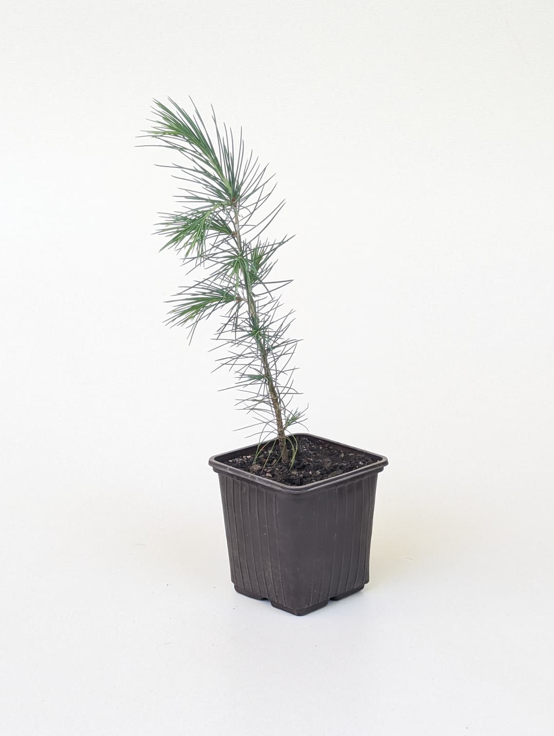 Himalayan cedar image