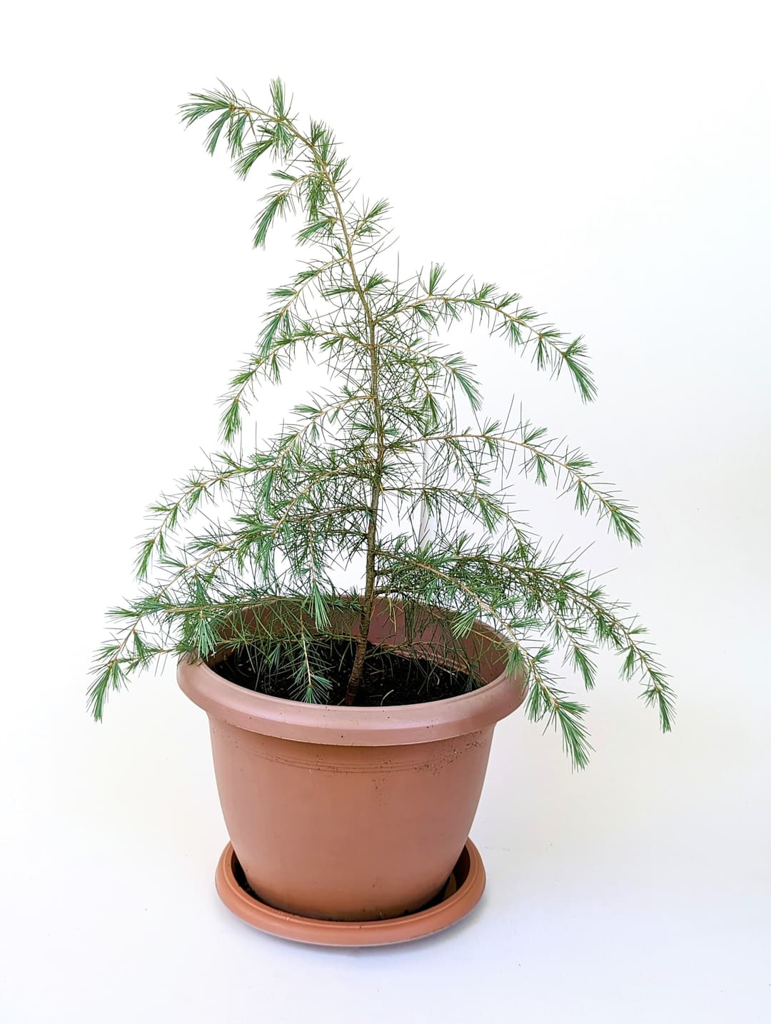 Himalayan cedar image